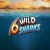 6 Wild Sharks